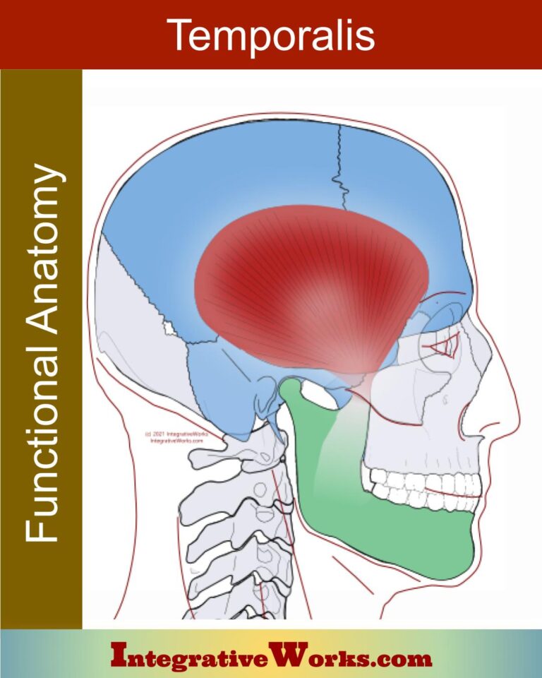 Temporalis - Functional Anatomy - Integrative Works