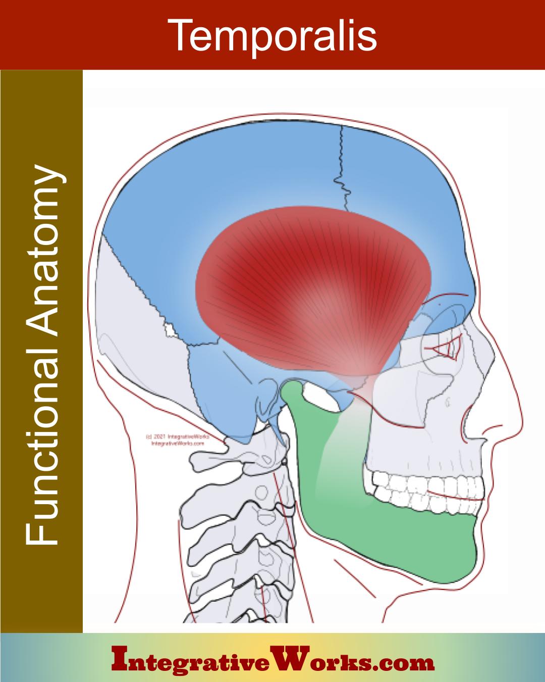 Temporalis – Functional Anatomy