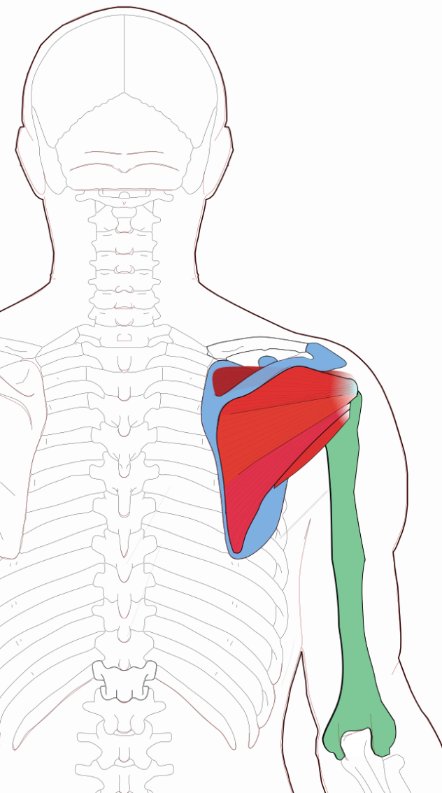 Rotator Cuff Diagram