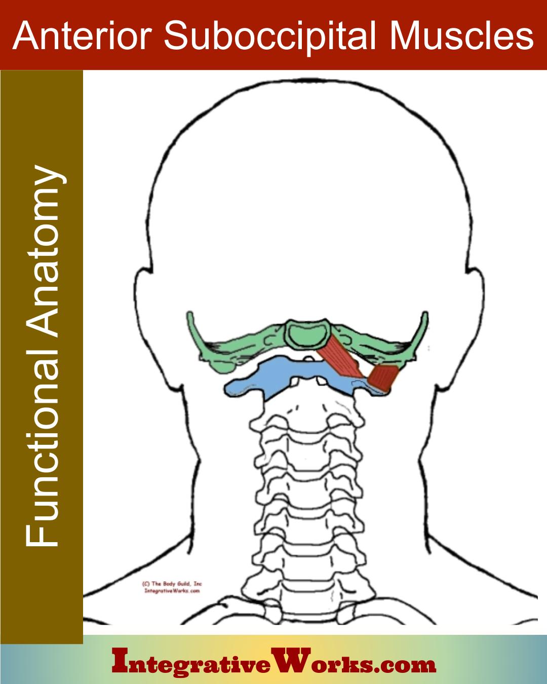 Anterior Suboccipital Muscles Functional Anatomy Integrative Works 3273