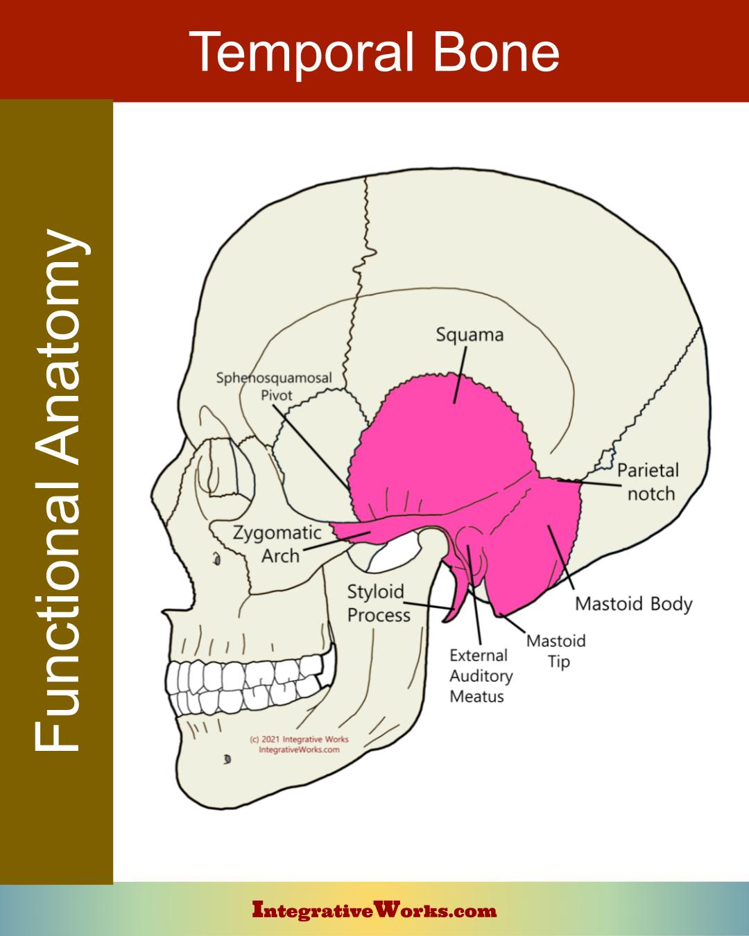 Temporal Bone – Functional Anatomy