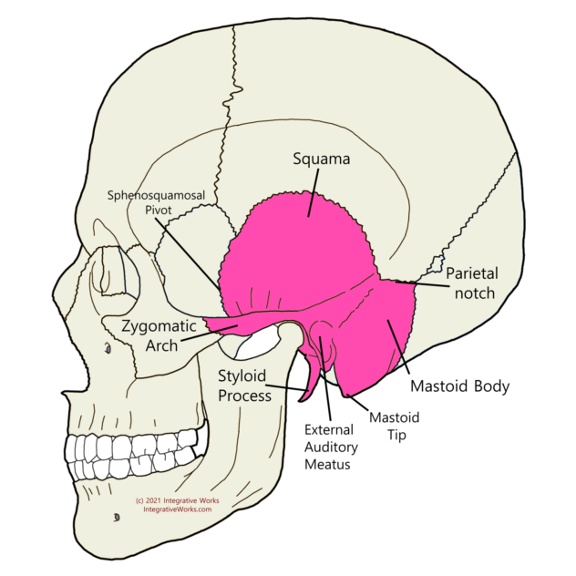 Temporal Bone - Functional Anatomy - Integrative Works