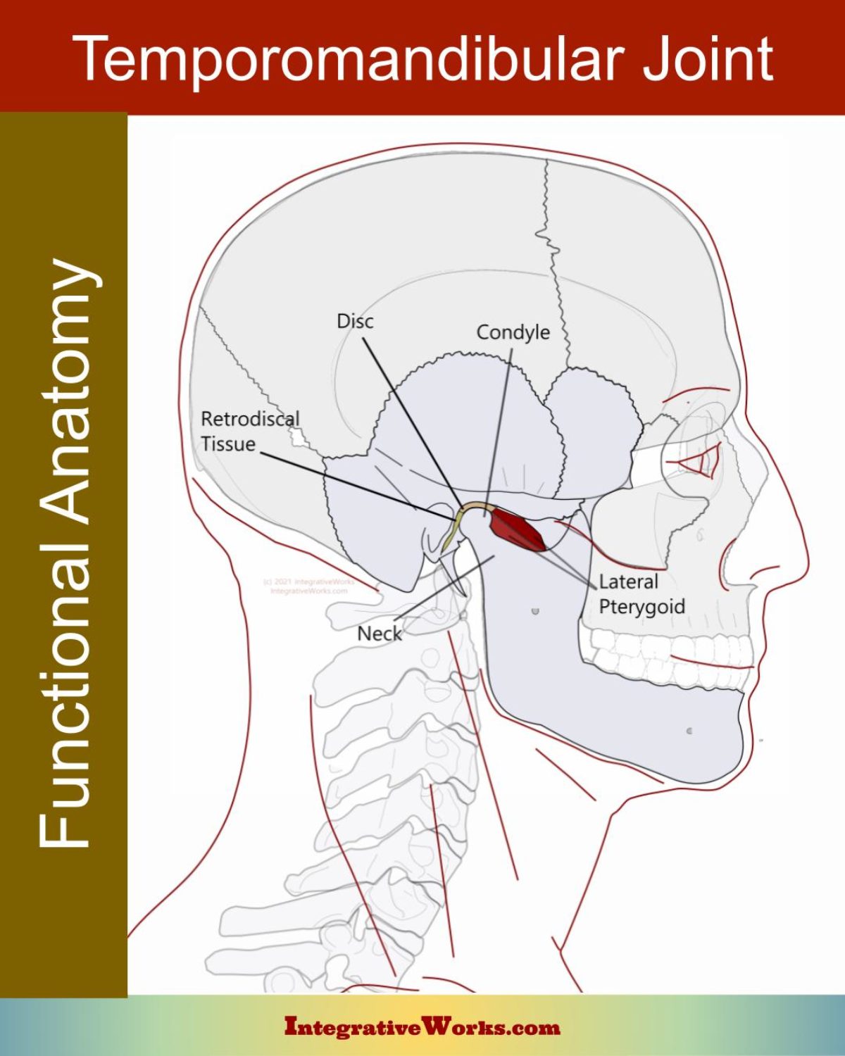 temporomandibular joint diagram