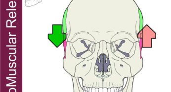 Vertical Shifts – Integrative CranioMuscular