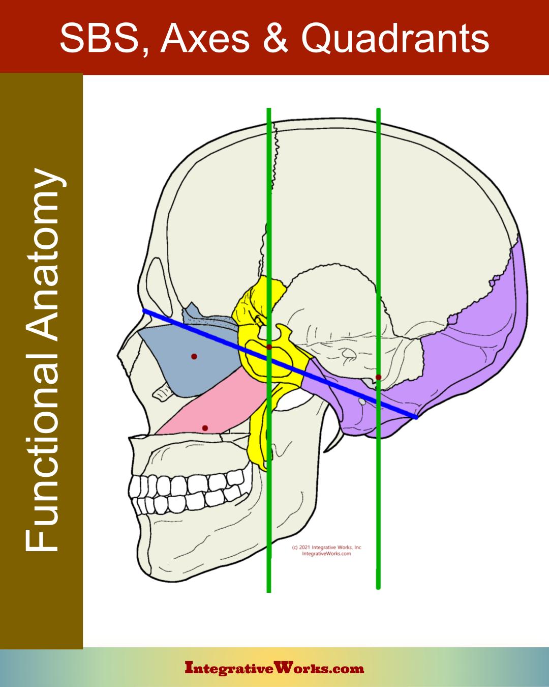 Craniosacral – The Sphenobasilar (SBS) Mechanism, Axes & Quadrants