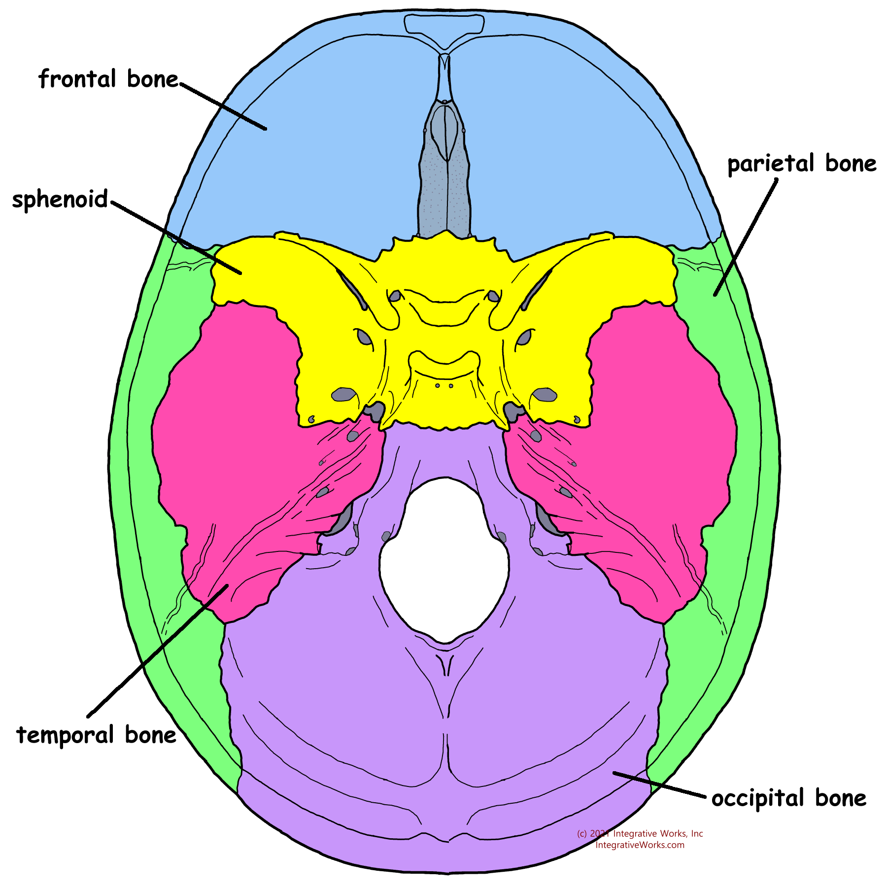 An Overview of Cranial Bone Anatomy - Integrative Works