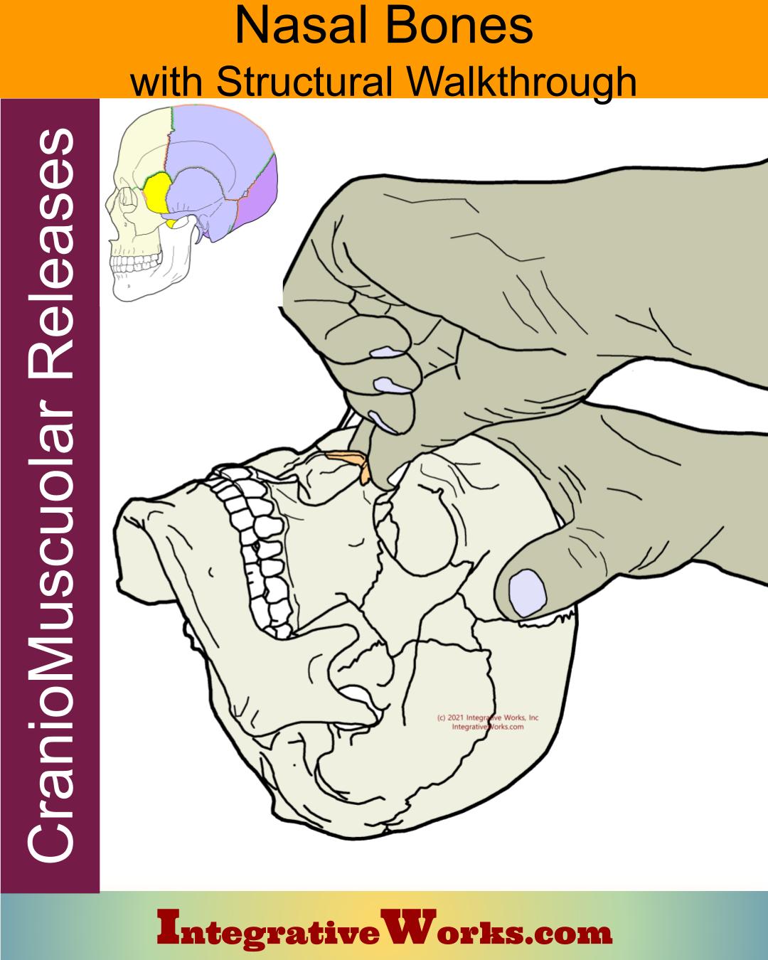 Nasal Bone Release – Craniostructural Techniques