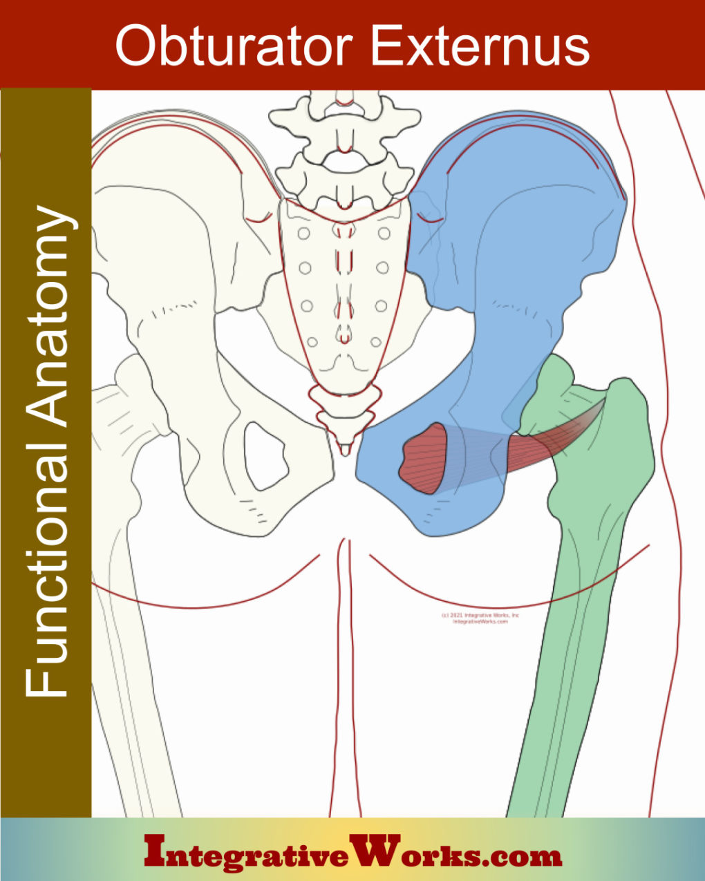 Obturator Externus Functional Anatomy Integrative Works