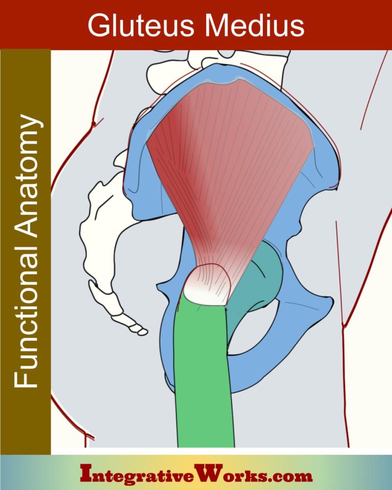 Gluteus Medius Functional Anatomy Integrative Works