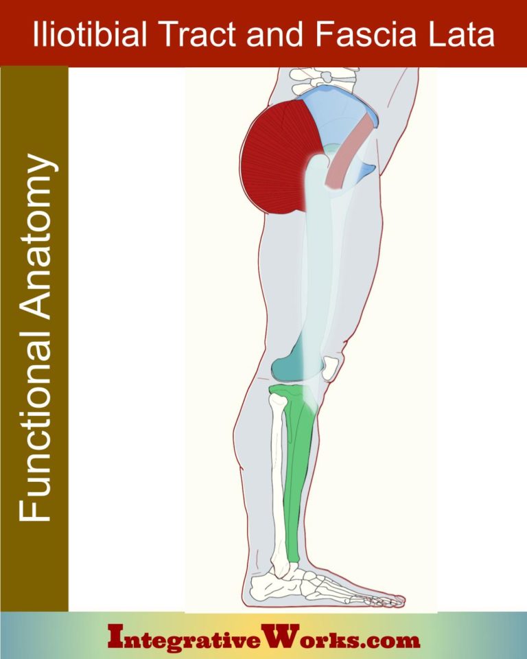 Iliotibial Tract and Fascia Lata - Functional Anatomy - Integrative Works