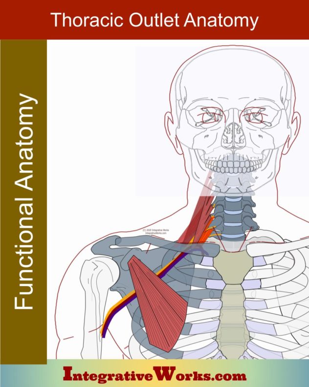 Thoracic Outlet Syndrome: Pain Patterns, Causes, Self-Care ...