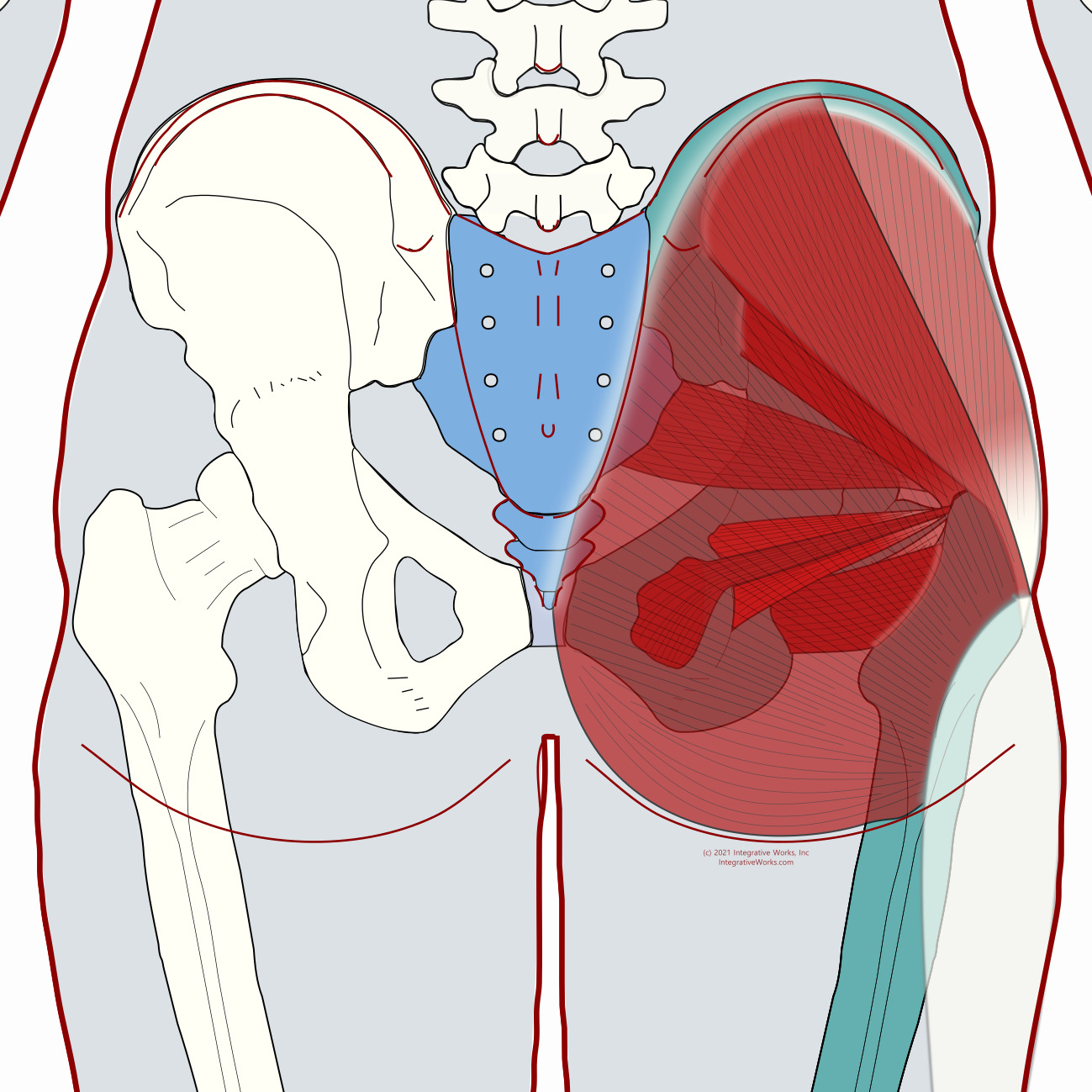 Gluteal and Lateral Hip Rotator Muscles - Functional Anatomy ...