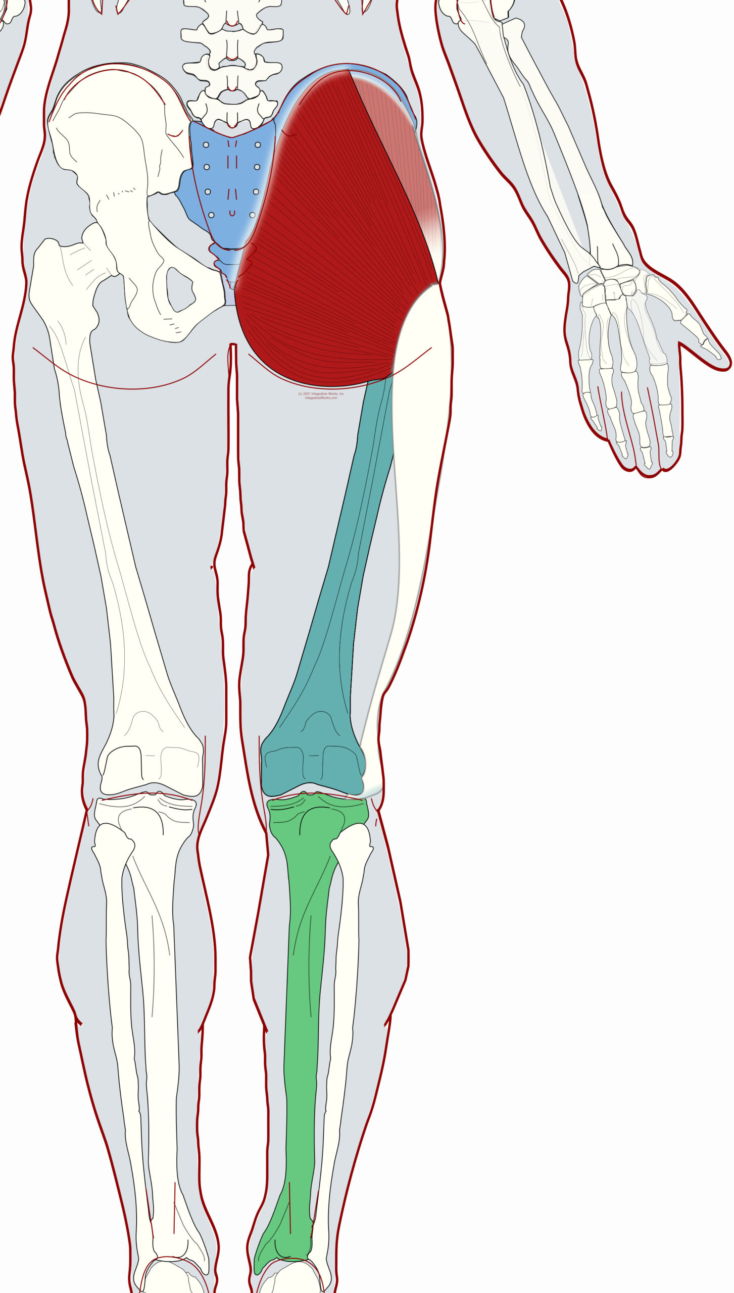 Gluteus Maximus - Functional Anatomy - Integrative Works