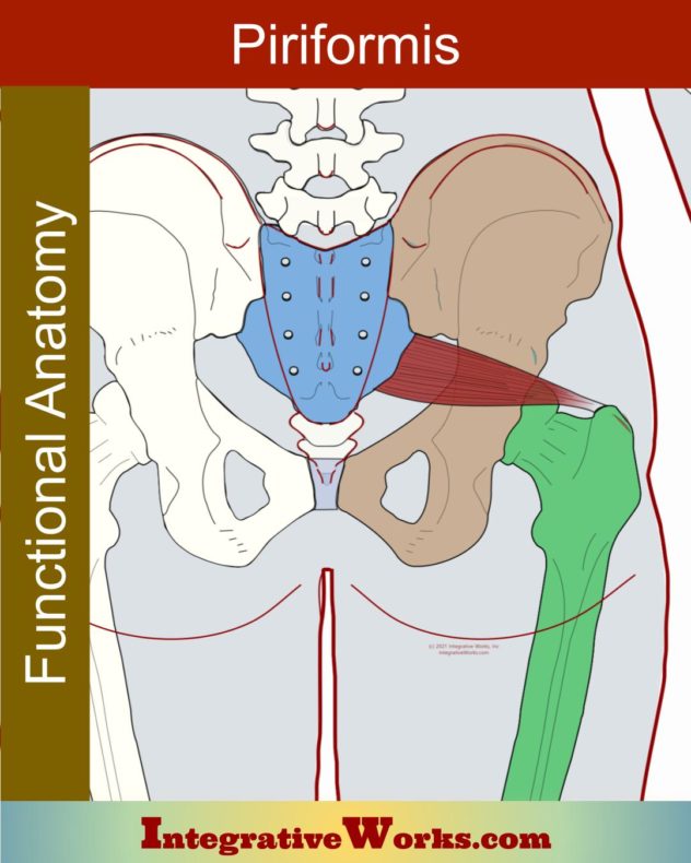 Piriformis Functional Anatomy Integrative Works