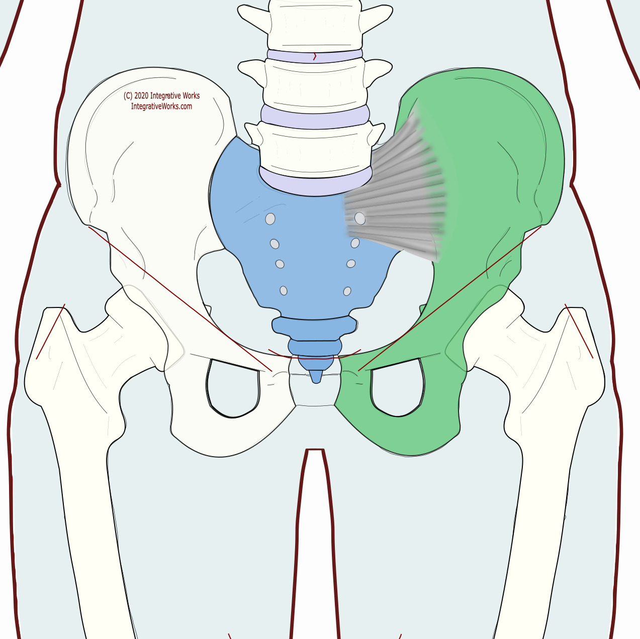 Sacroiliac Ligament Functional Anatomy Integrative Works 2750