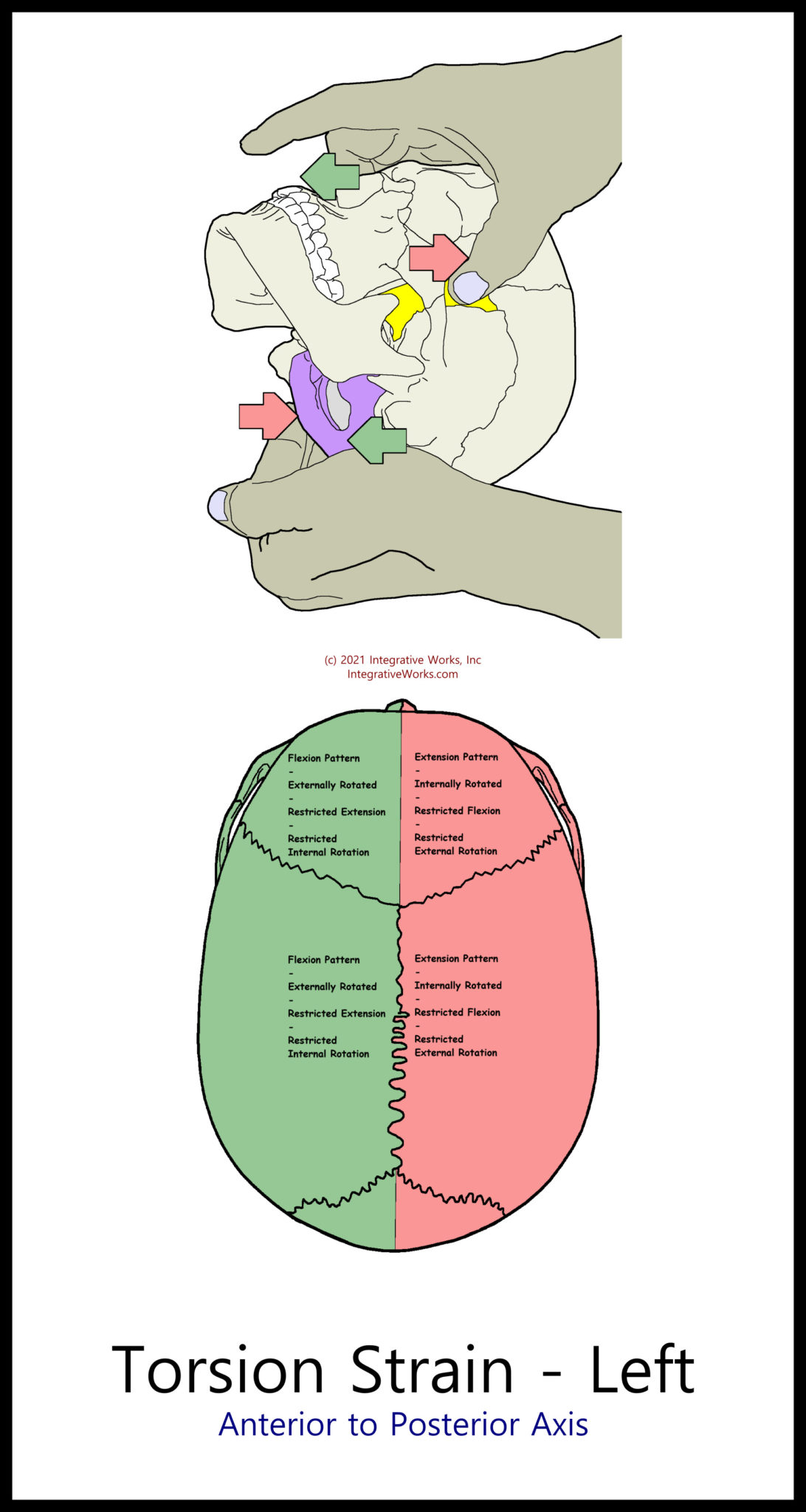 Gluteus Maximus - Massage Therapy Notes - Integrative Works