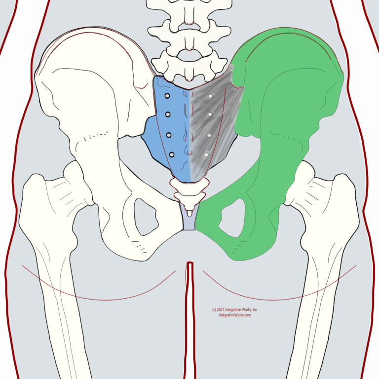 Sacroiliac Ligament - Functional Anatomy - Integrative Works