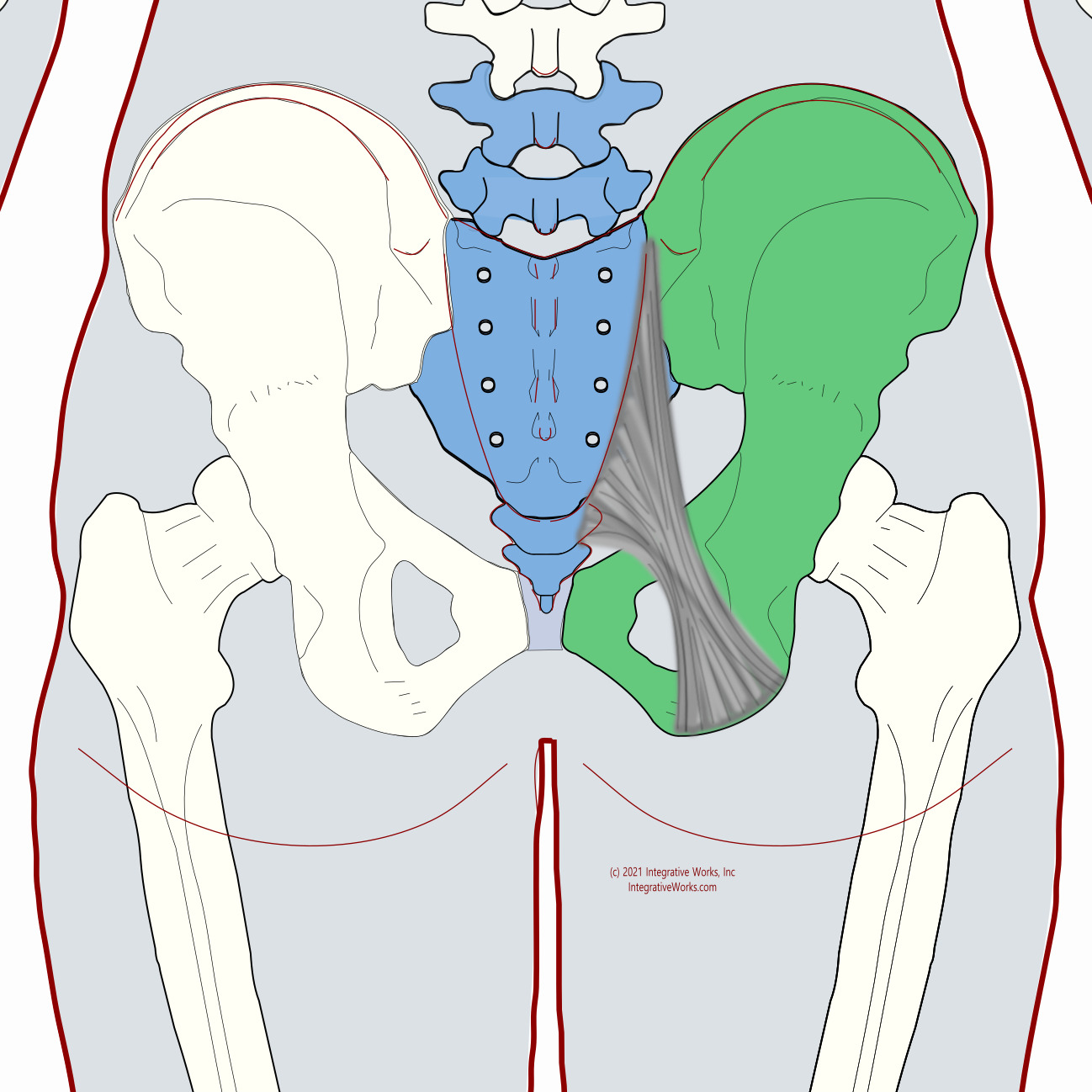 Pelvic Ligaments - Functional Anatomy - Integrative Works