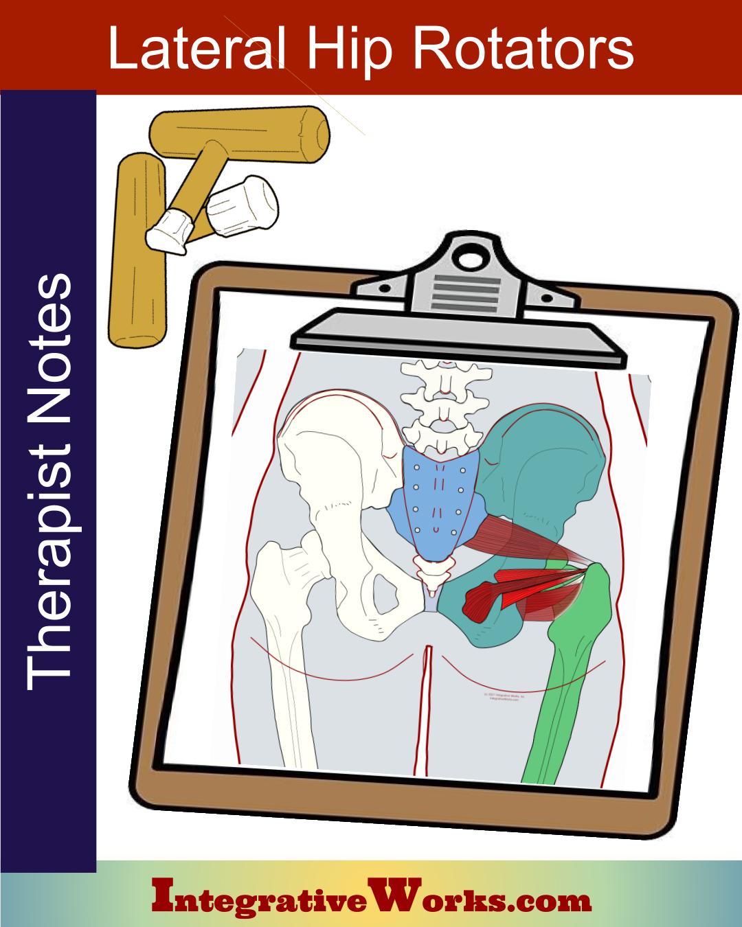 Lateral Hip Rotators – Massage Therapy Notes