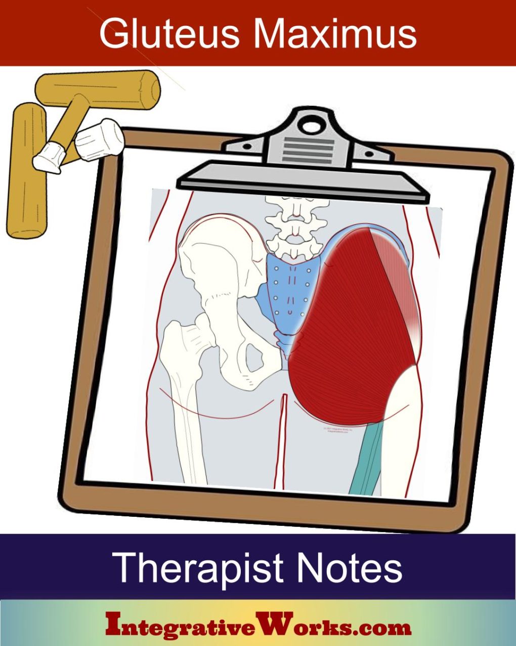 Gluteus Maximus - Massage Therapy Notes - Integrative Works