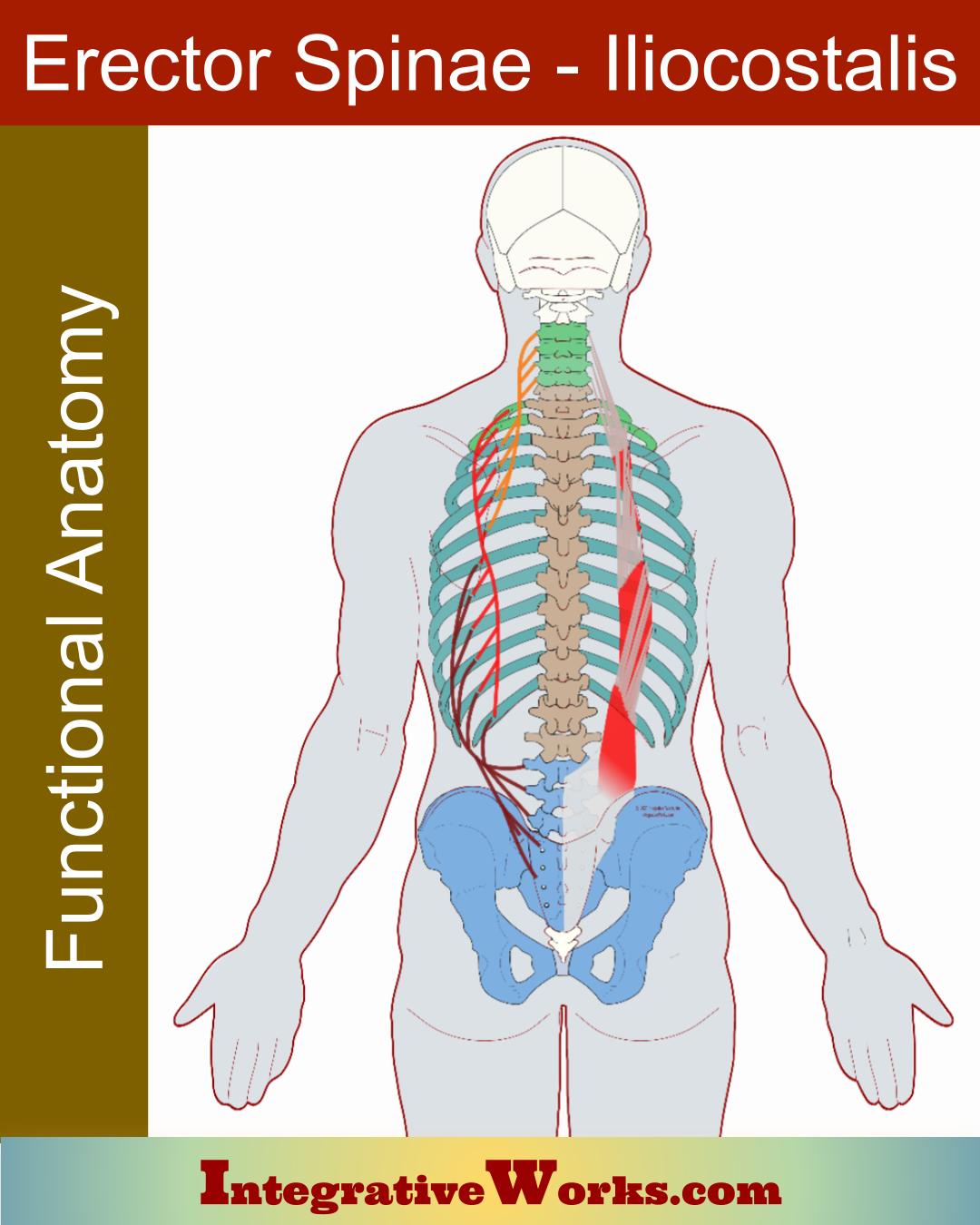 Erector Spinae – Iliocostalis – Functional Anatomy