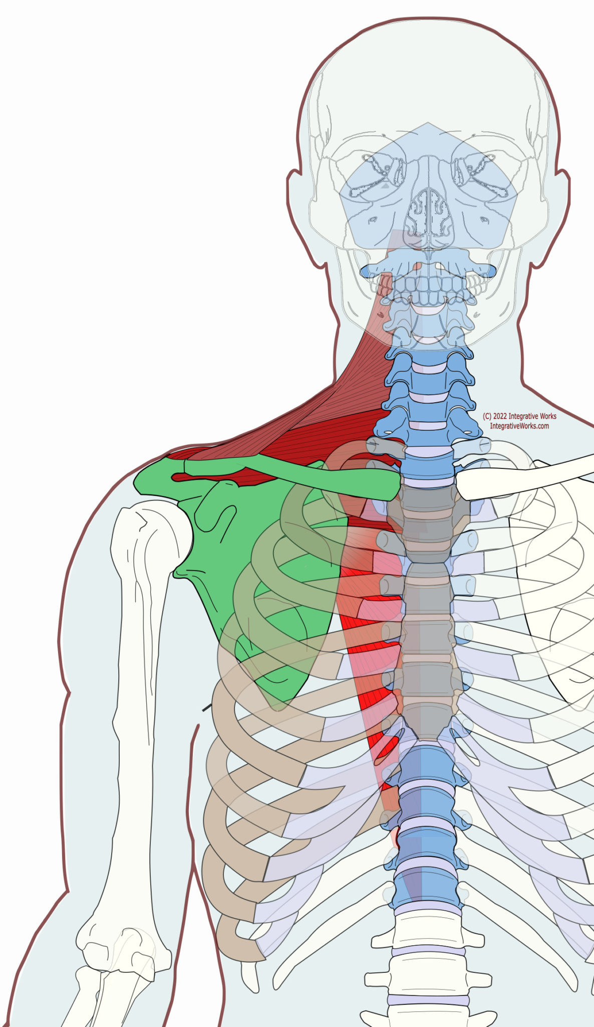 Trapezius Functional Anatomy Integrative Works