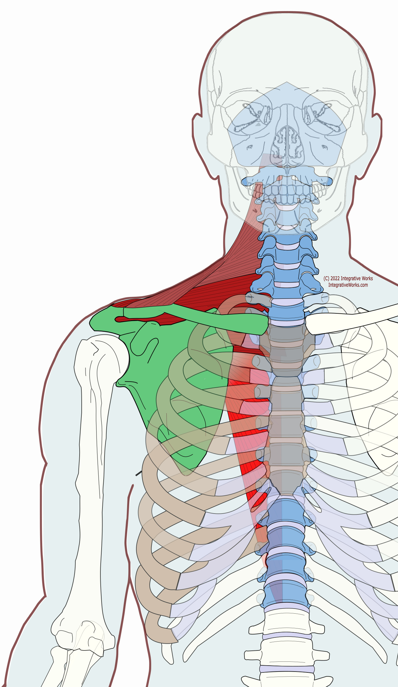 Trapezius Functional Anatomy Integrative Works