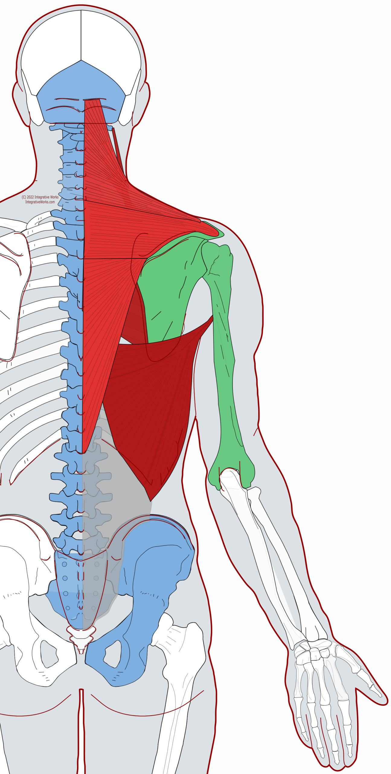 Trapezius Functional Anatomy Integrative Works