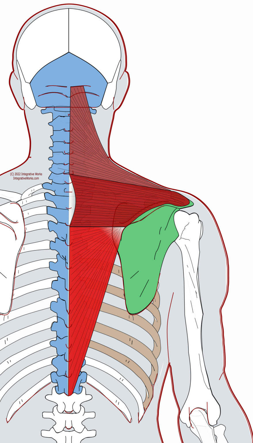 Trapezius Functional Anatomy Integrative Works