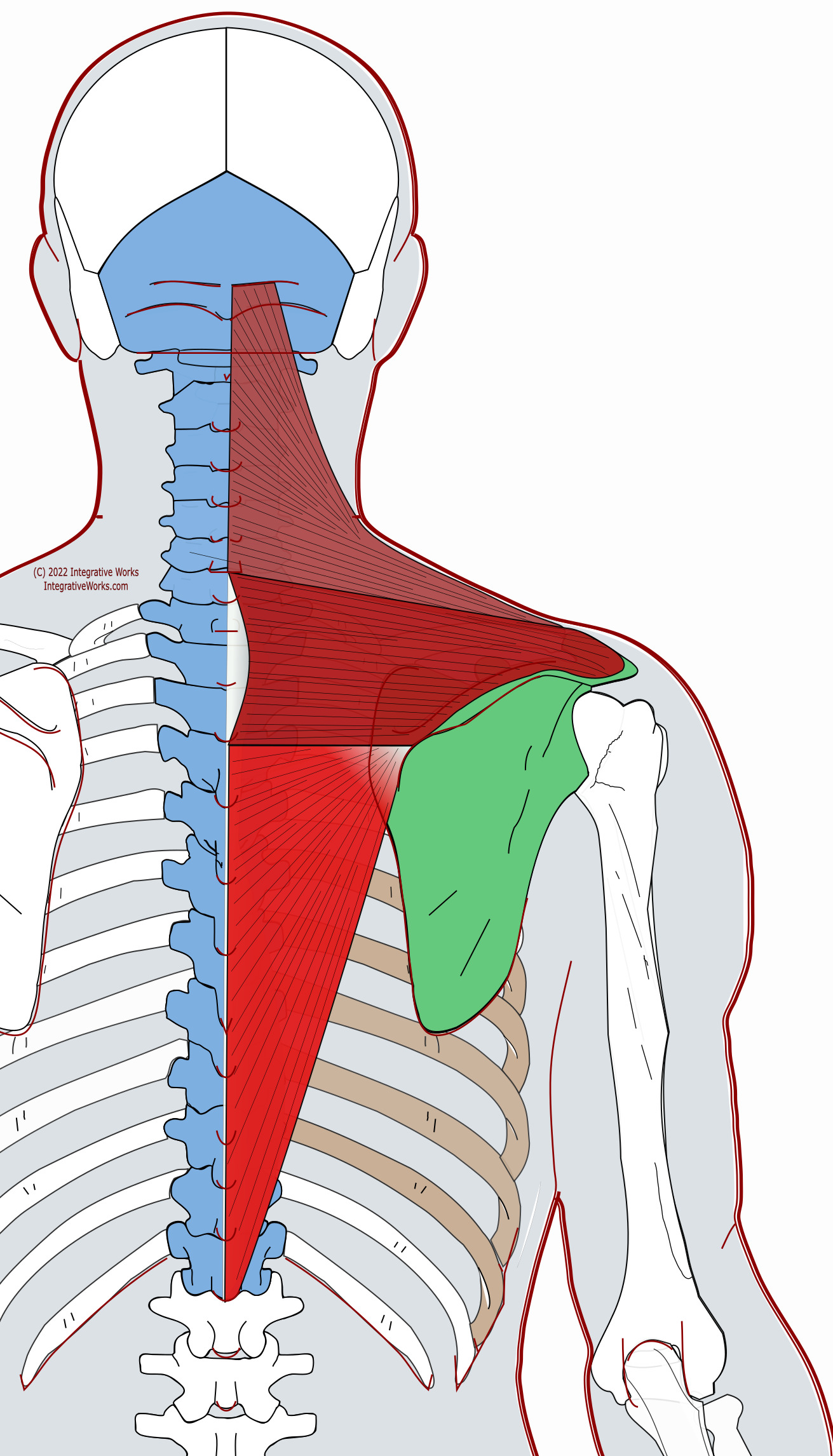 Trapezius Functional Anatomy Integrative Works