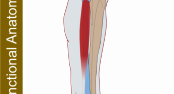 Peroneus Longus – Functional Anatomy