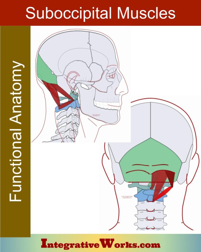 Suboccipital muscles - Functional Anatomy - Integrative Works