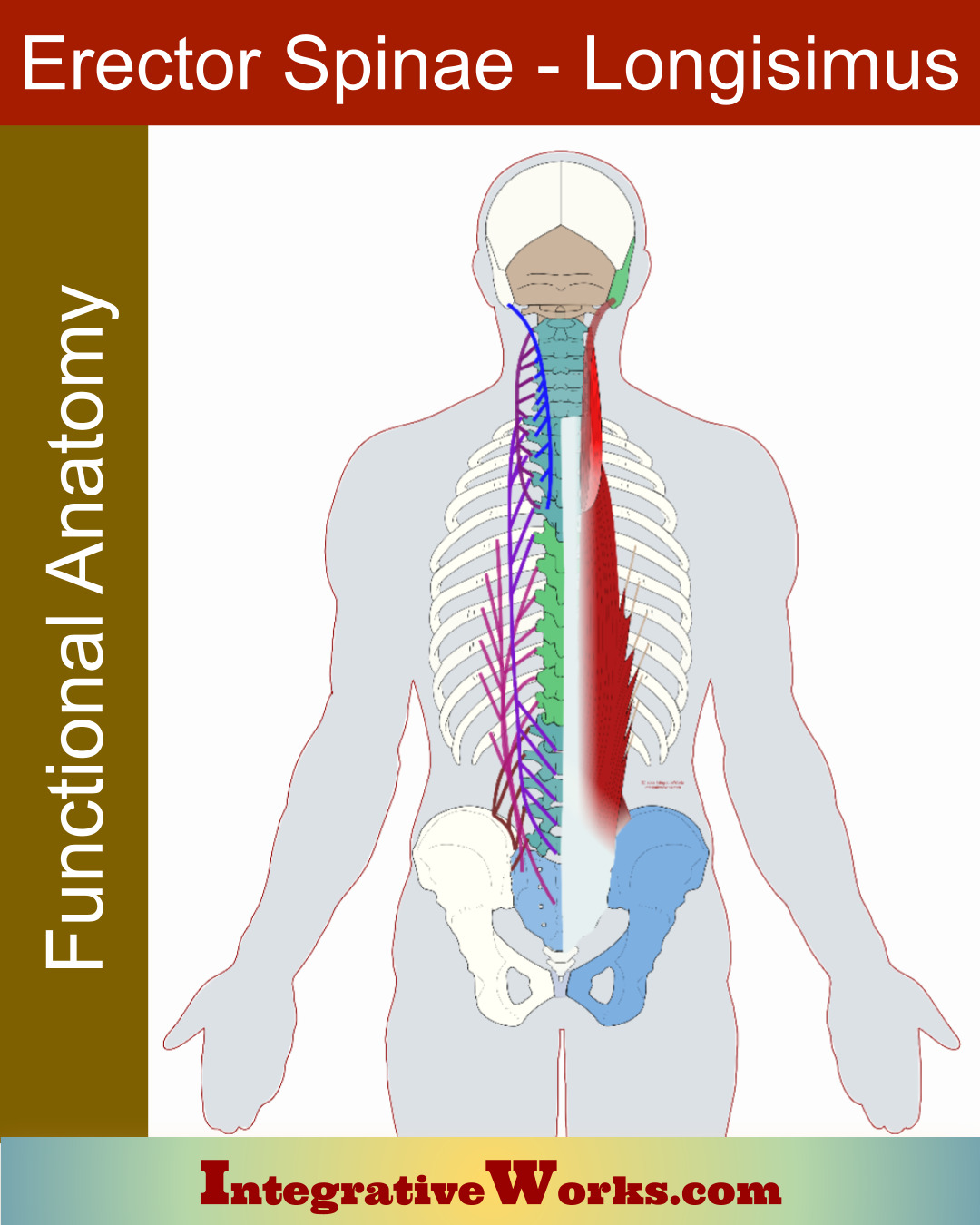 Erector Spinae – Longissumus – Functional Anatomy