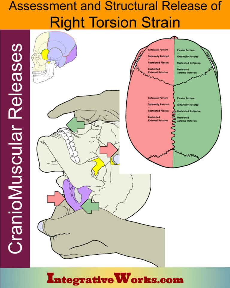 Right Torsion - CranioMuscular Assessment and Release - Integrative Works