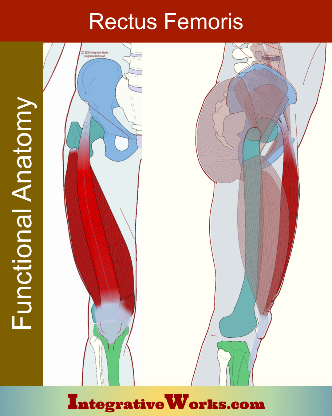 Rectus Femoris – Functional Anatomy
