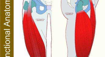 Quadriceps Femoris- Functional Anatomy