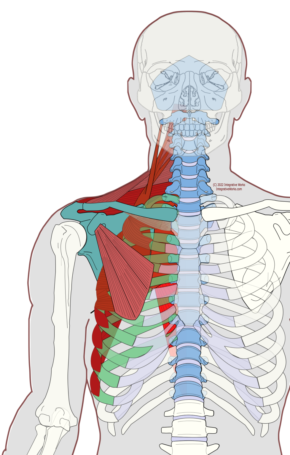 External Back Extrinsic Back Muscles - Functional Anatomy - Integrative Works