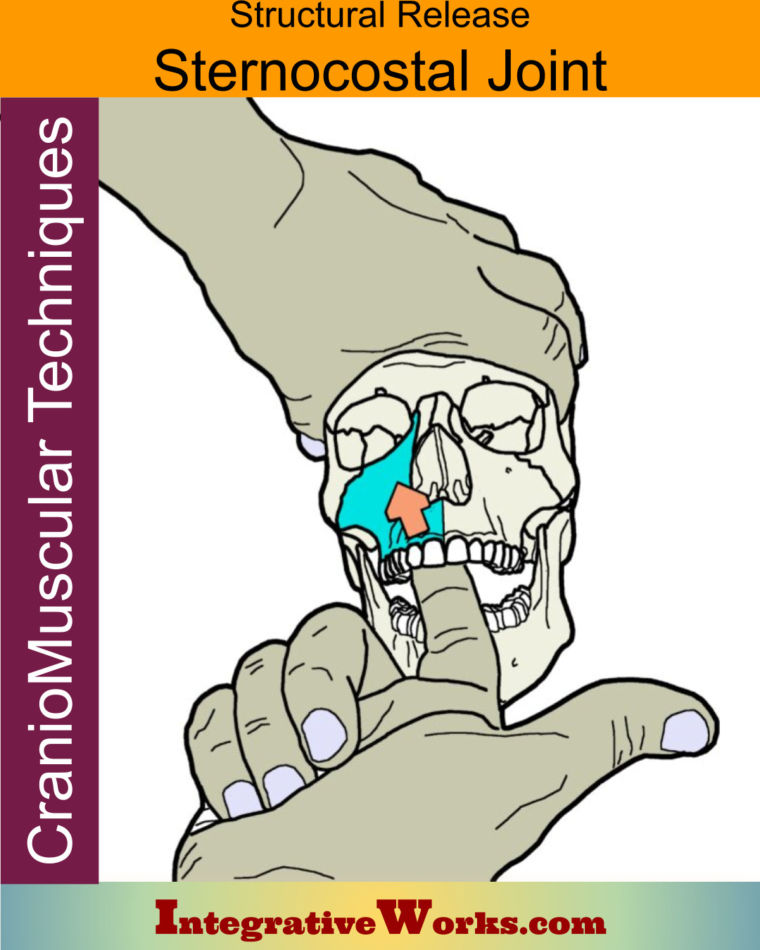 Sternocostal Joint – Structural Release