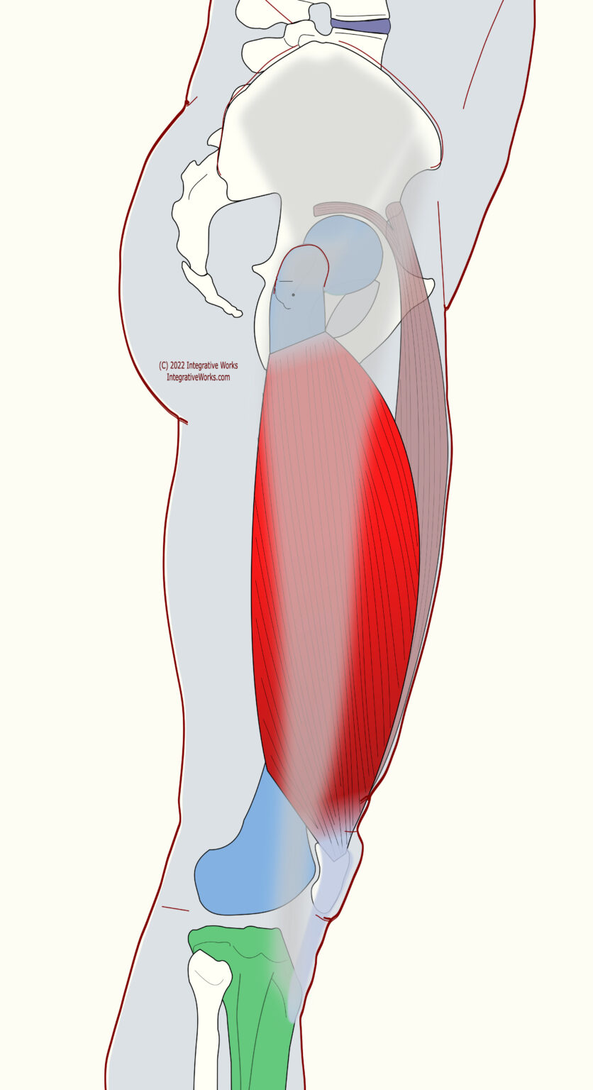 Vastus Lateralis Functional Anatomy Integrative Works