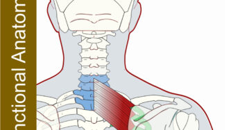 Serratus Posterior Superior – Functional Anatomy