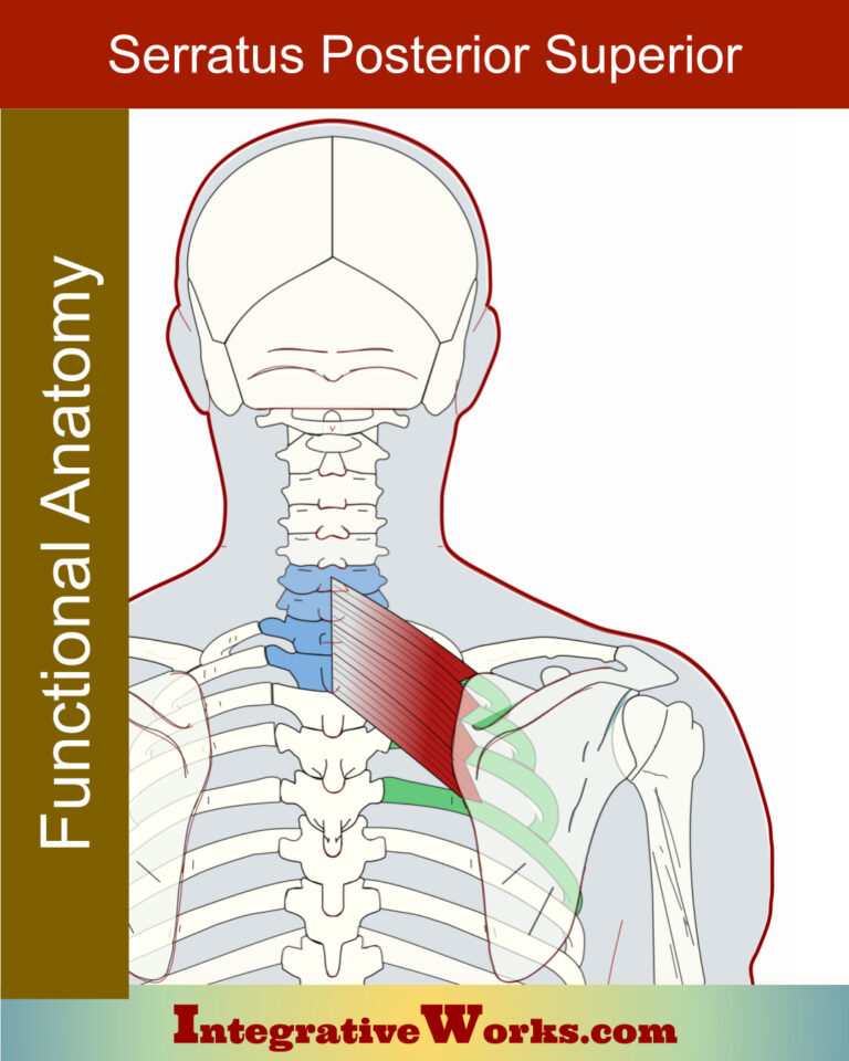 Serratus Posterior Superior - Functional Anatomy - Integrative Works