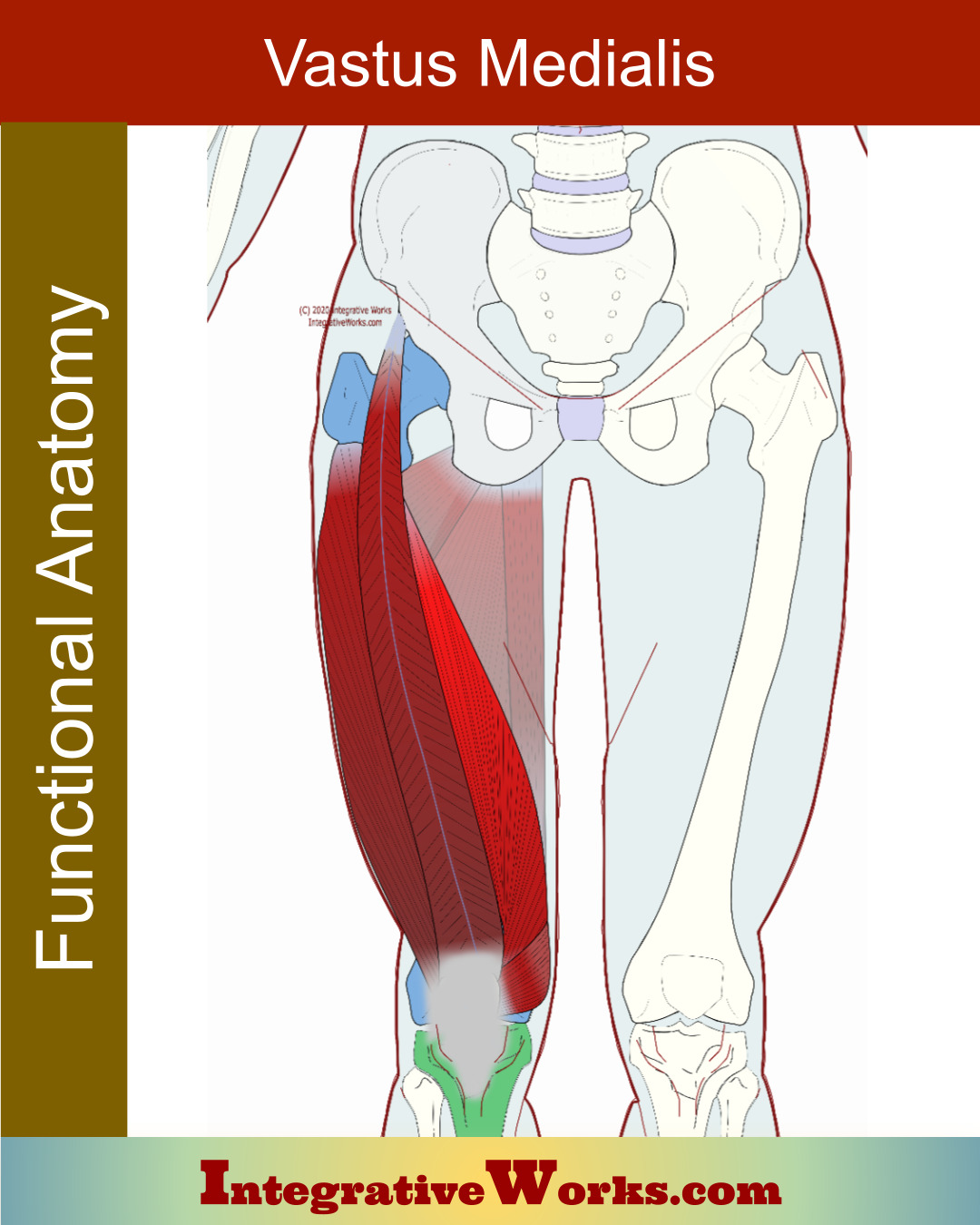 vastus-medialis-functional-anatomy-integrative-works