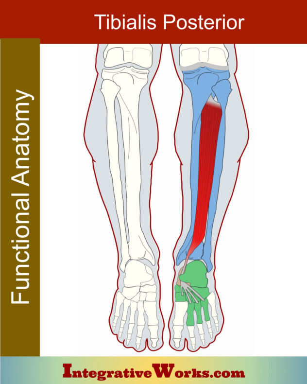 Tibialis Posterior - Functional Anatomy - Integrative Works