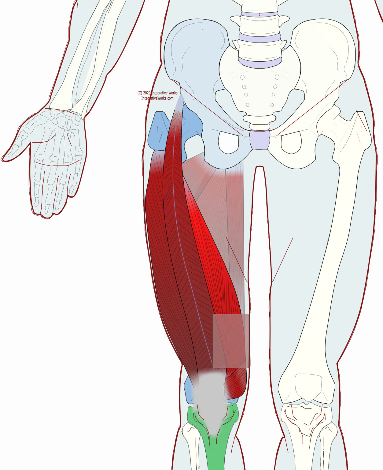 Self-Care - Pain Along Inside of Knee on Steps - Integrative Works