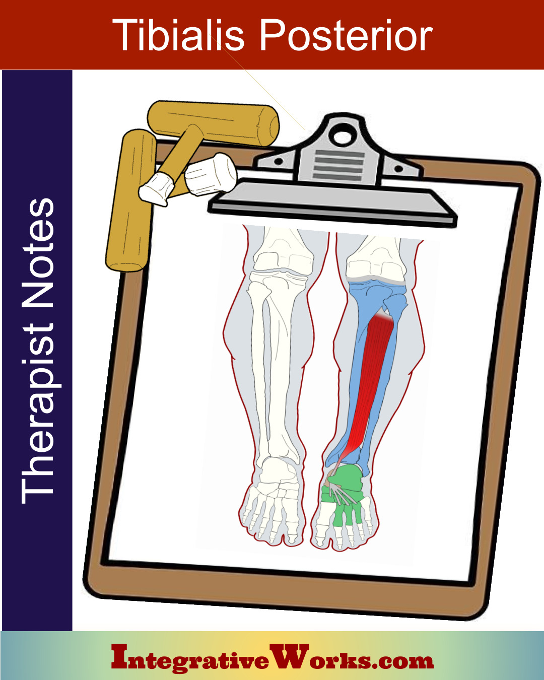 Tibialis Posterior- Massage Therapy Notes