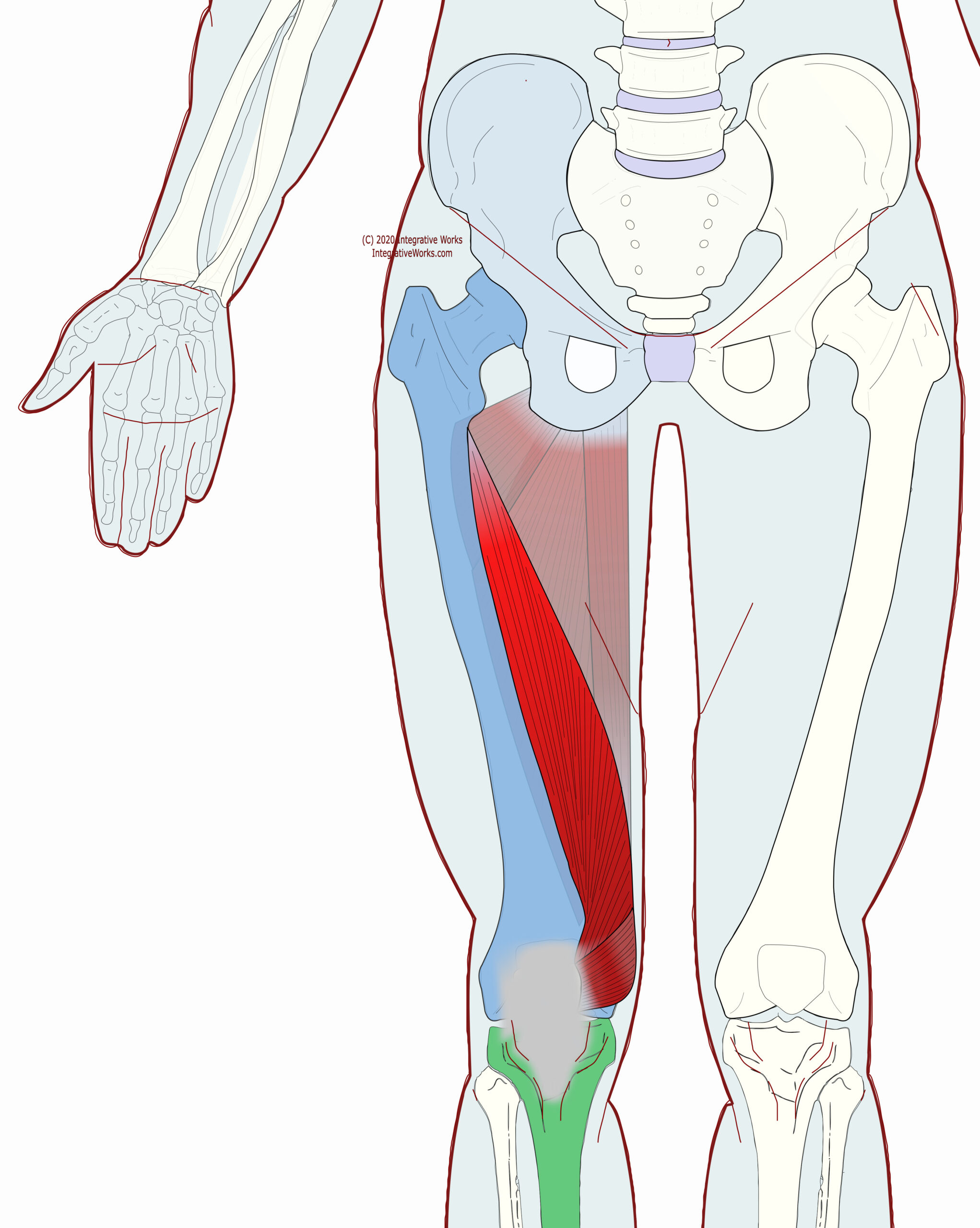 Vastus Medialis - Functional Anatomy - Integrative Works