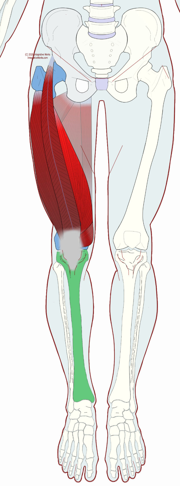 Vastus Medialis - Functional Anatomy - Integrative Works