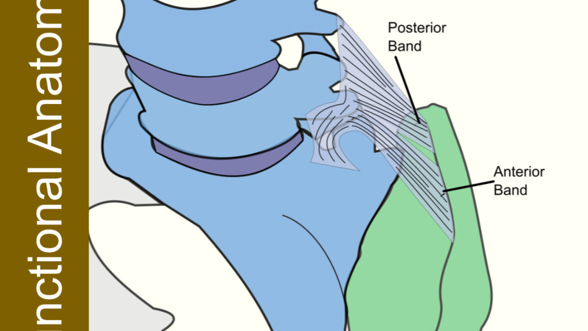 iliolumbar ligament pain pattern