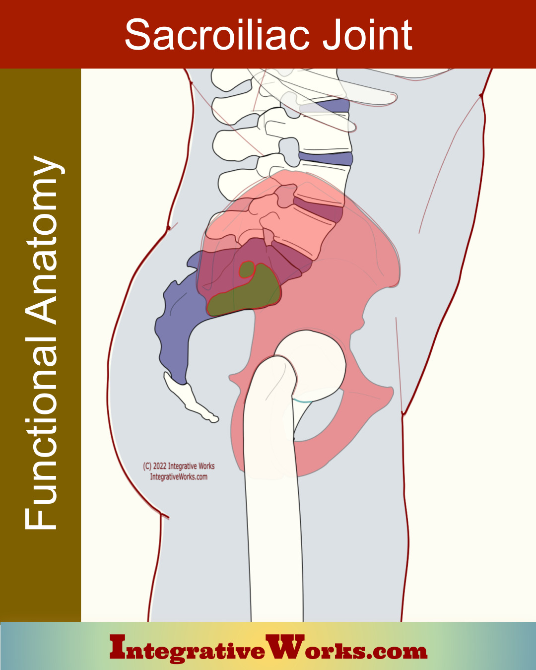 Sacroiliac Joint – Functional Anatomy
