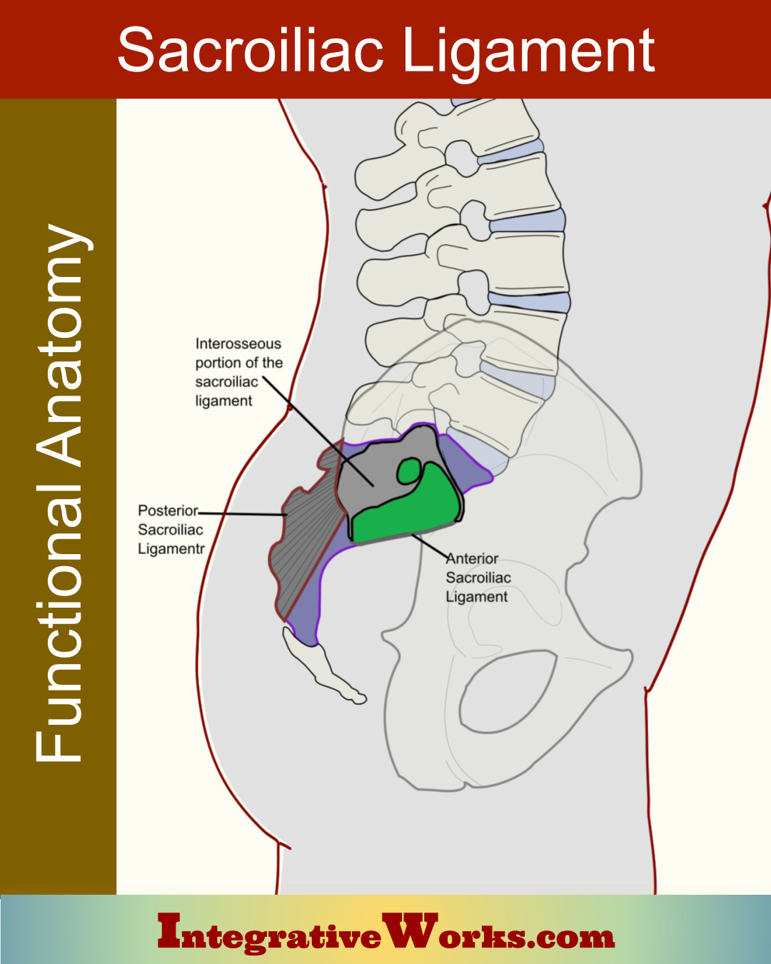 Sacroiliac Ligament – Functional Anatomy